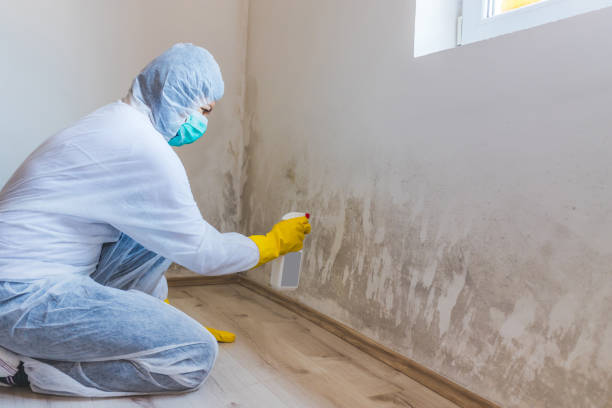 Licensed Attic Mold Removal service in Scotts, MI - WQB Mold Removal