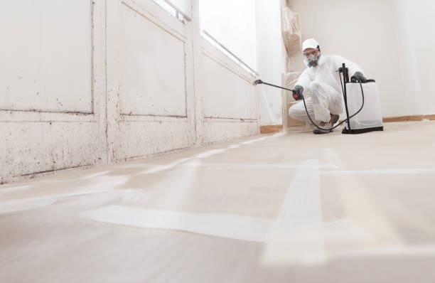 24/7 Emergency Attic Mold Removal experts in Scotts, MI