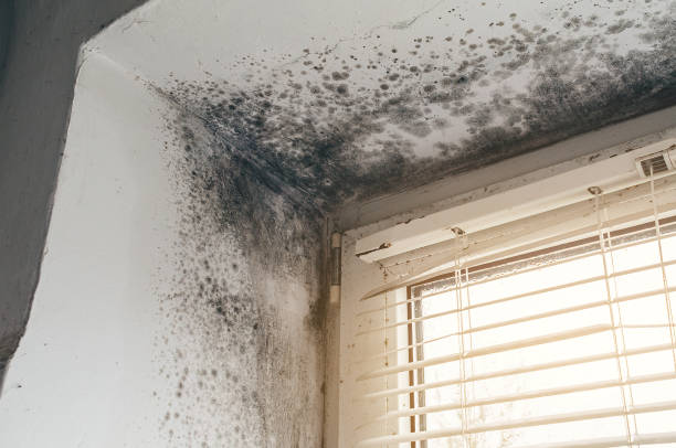 Affordable Attic Mold Removal solutions in Scotts, MI