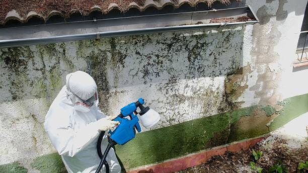 Top rated local Attic Mold Removal specialists in Scotts, MI